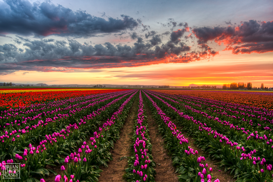 Purple Tulip Field