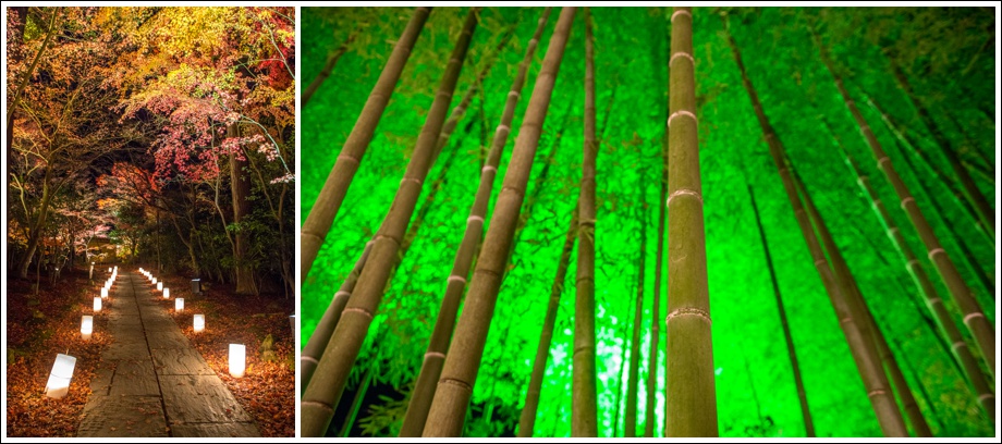 japan-bamboo-autumn