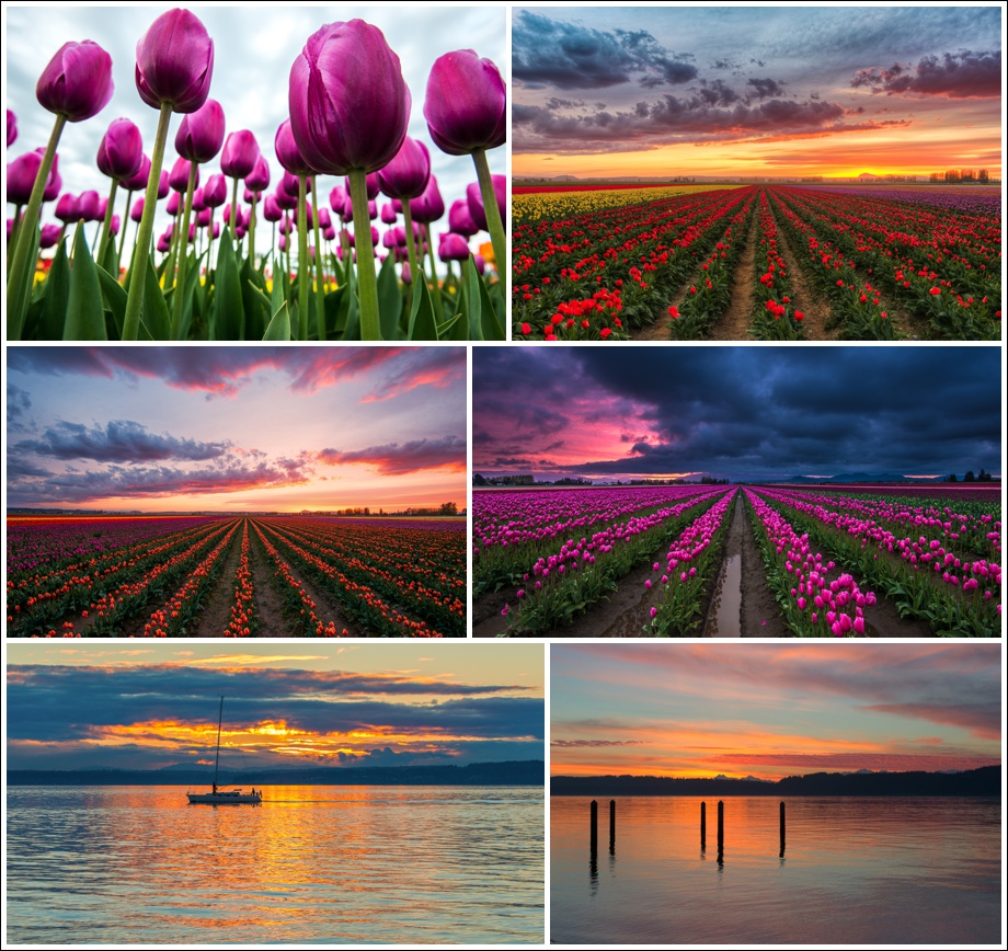 seattle-tulips