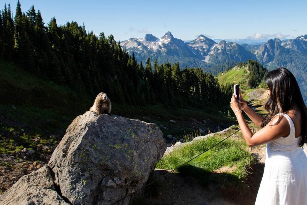 Woman recently engaged photographing a marmot on mount rainier with the tatoosh range in the background